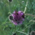 Burnet moths